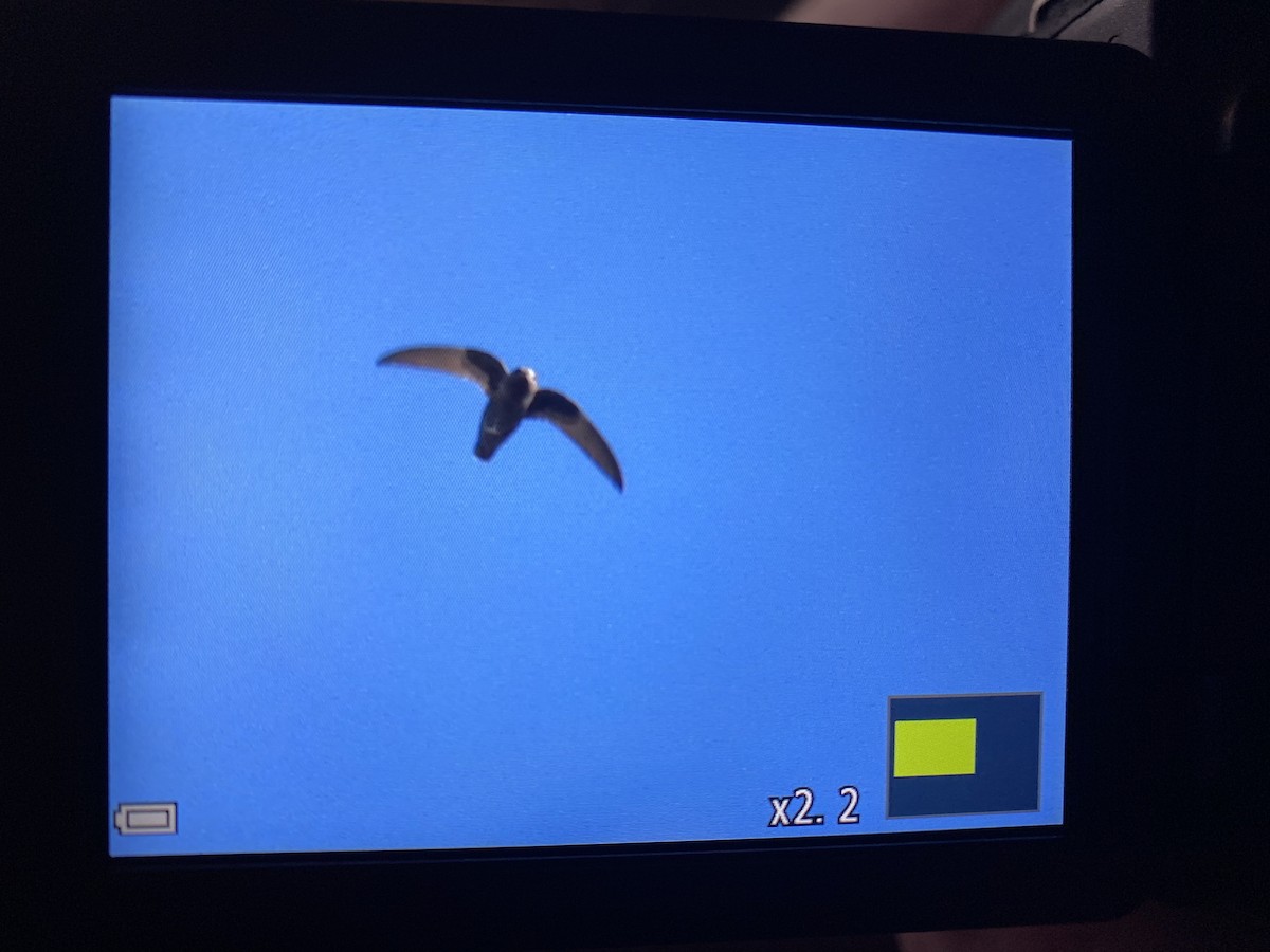 Black Swift - The Kingbirder