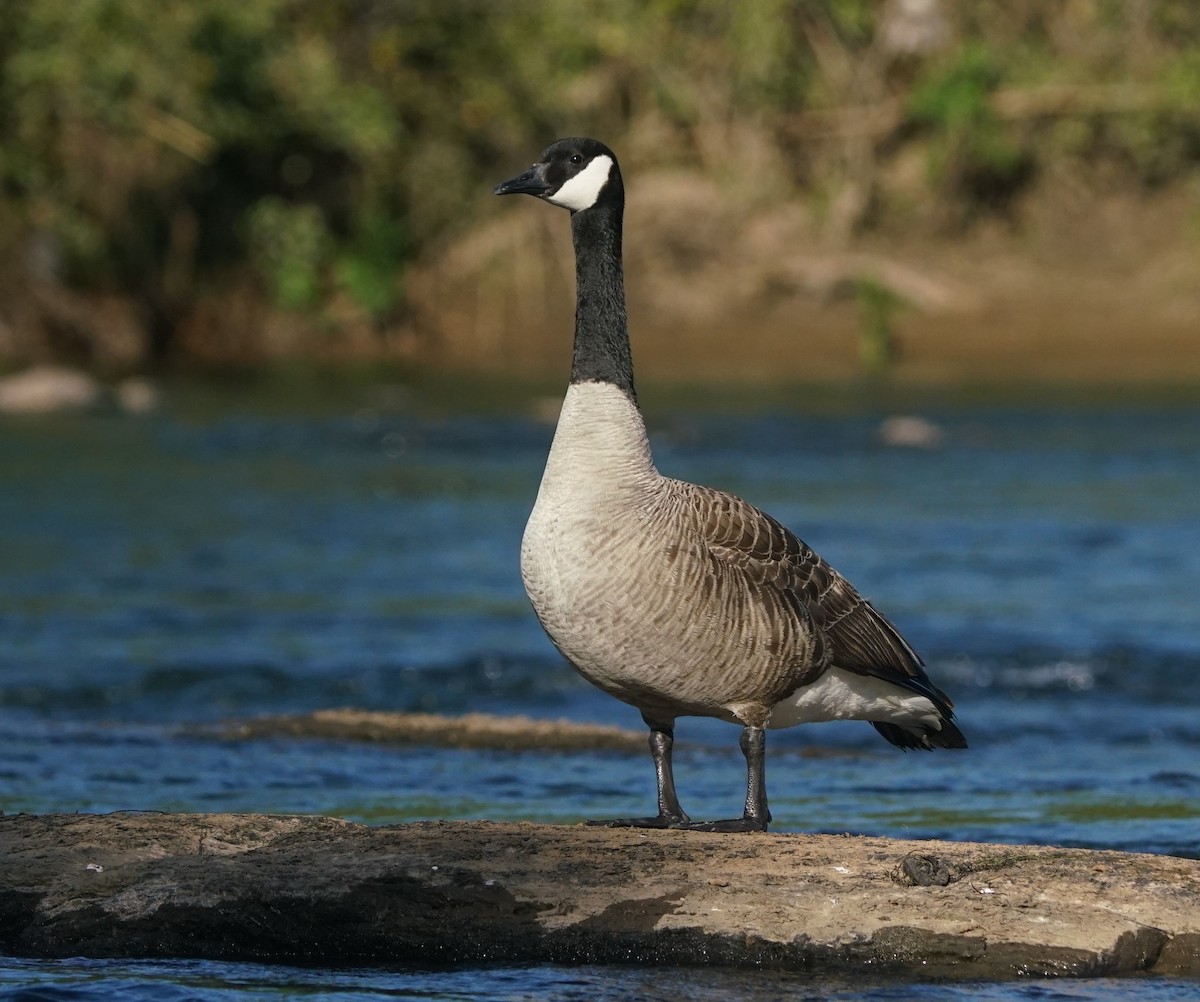 Canada Goose - ML447741701