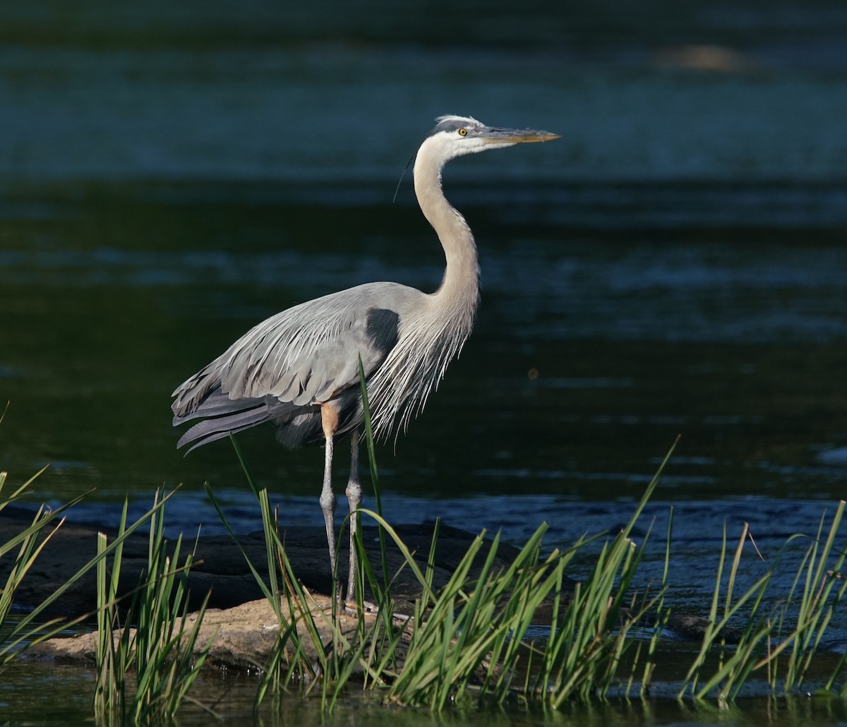 Great Blue Heron - ML447741821