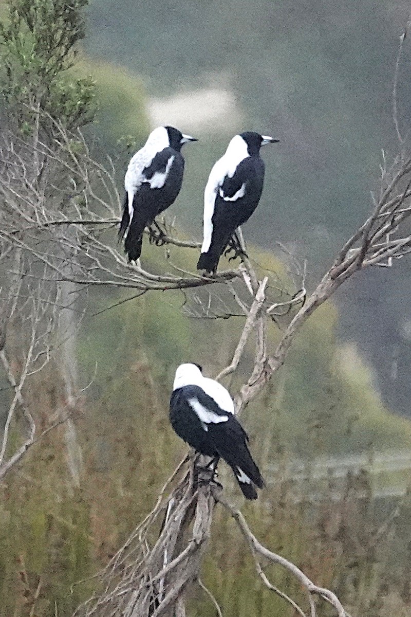 Australian Magpie (Tasmanian) - Peter Woodall