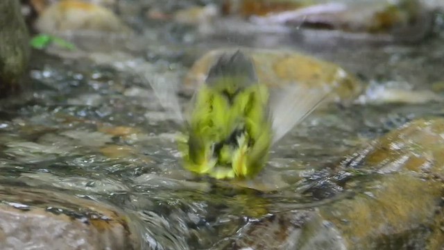 Canada Warbler - ML447742141