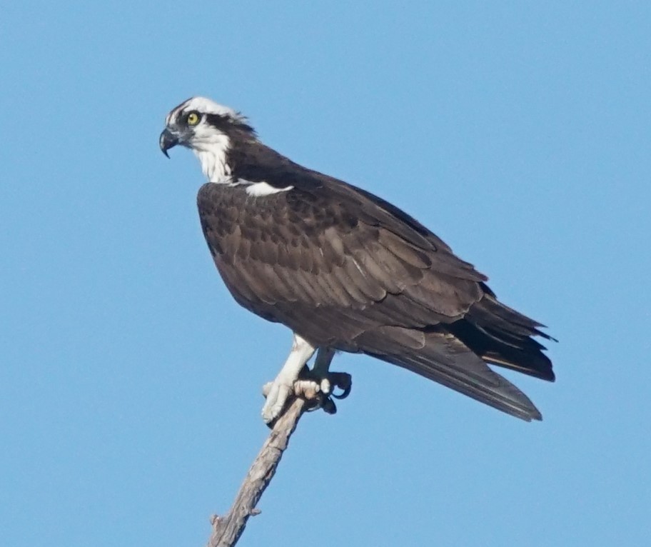 Osprey - ML447742201