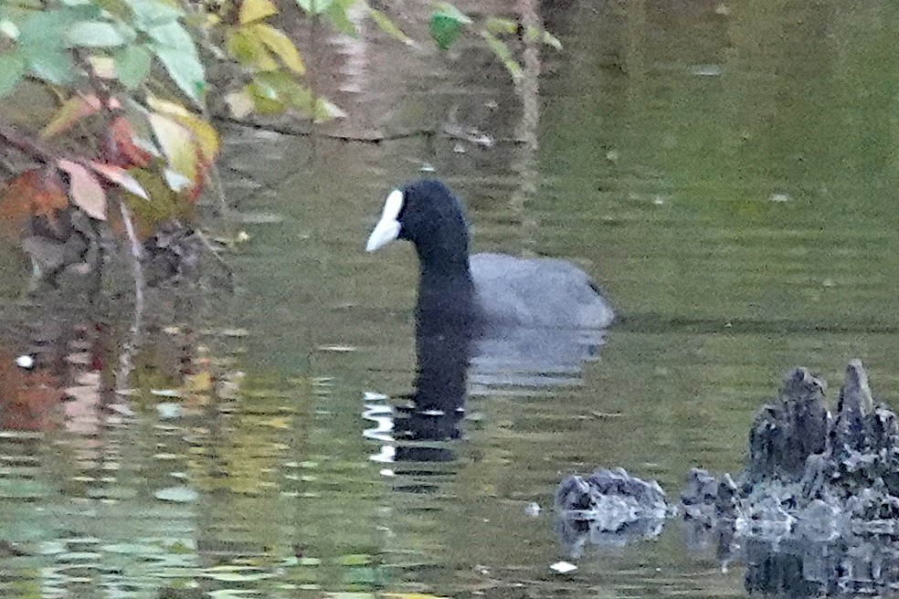 Eurasian Coot - ML447742711