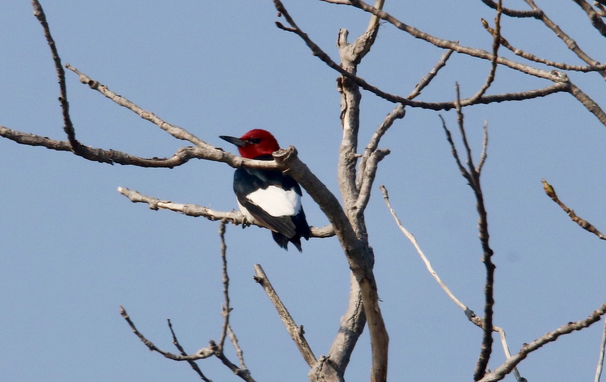 Red-headed Woodpecker - ML447746081