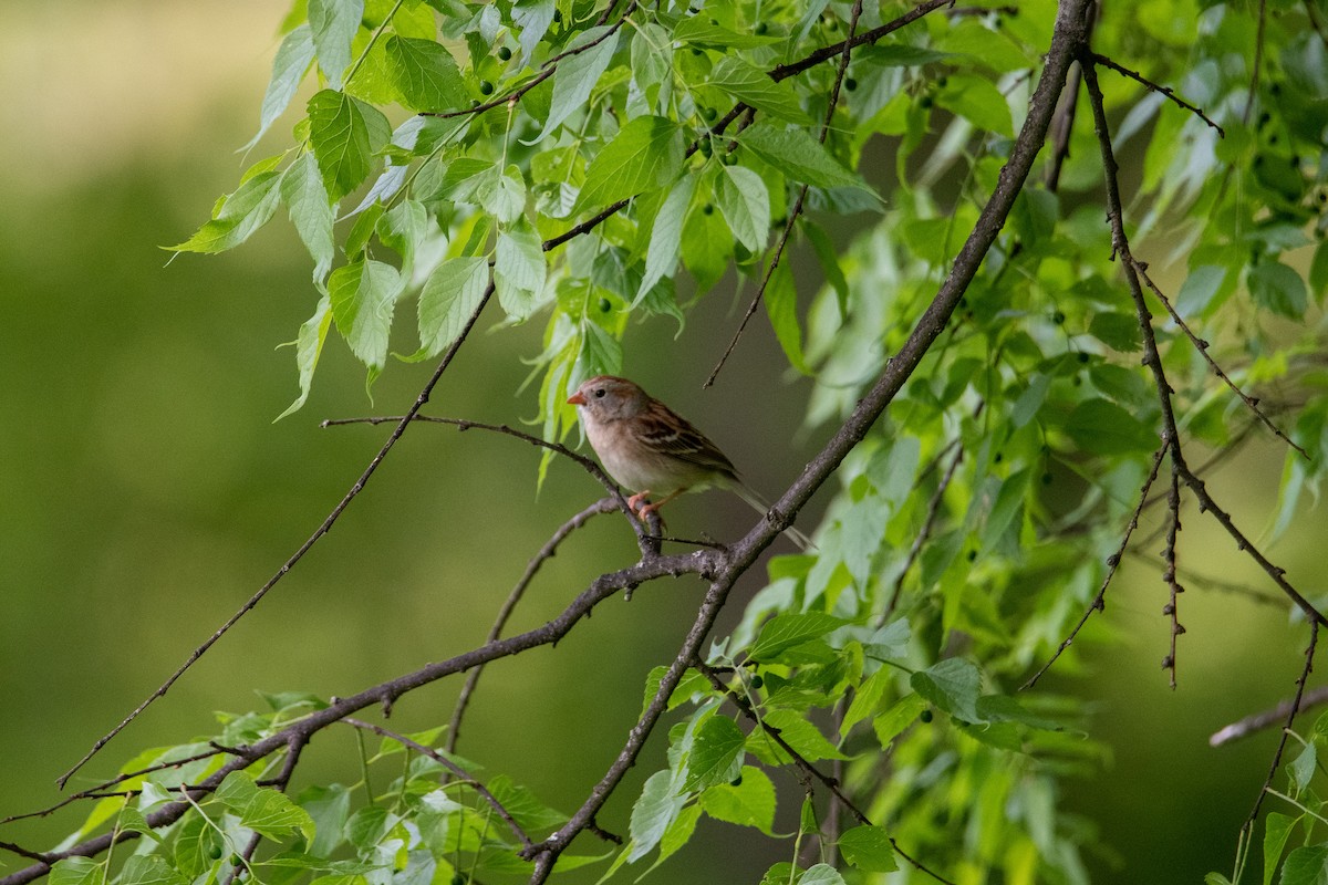 Field Sparrow - ML447748441