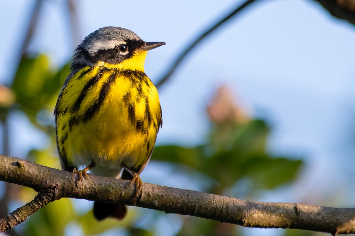 Magnolia Warbler - ML447748741