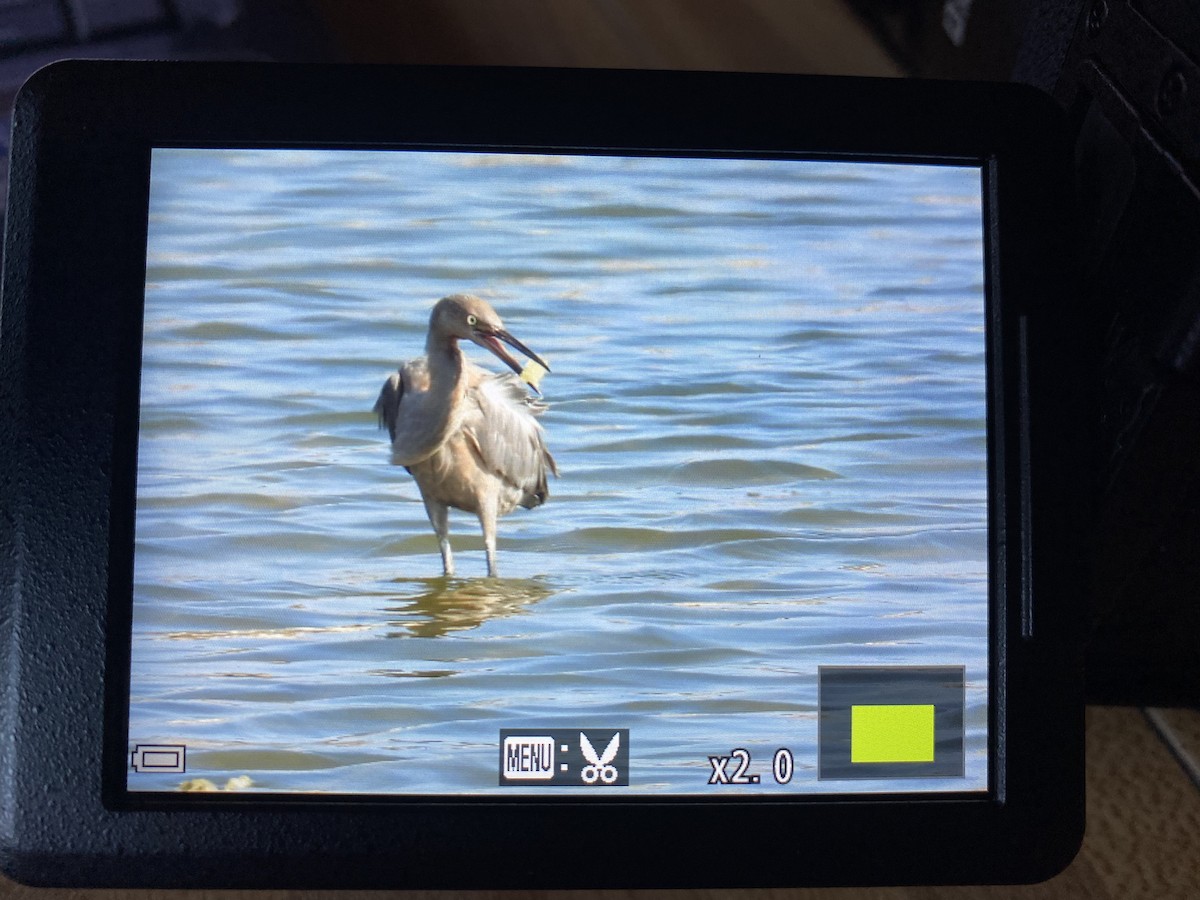 Reddish Egret - The Kingbirder