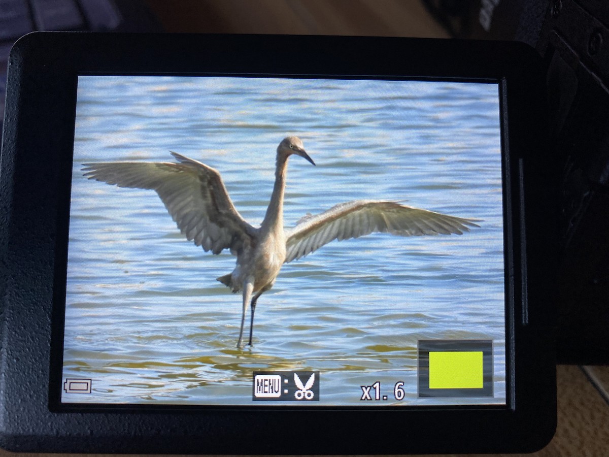 Reddish Egret - ML447750701