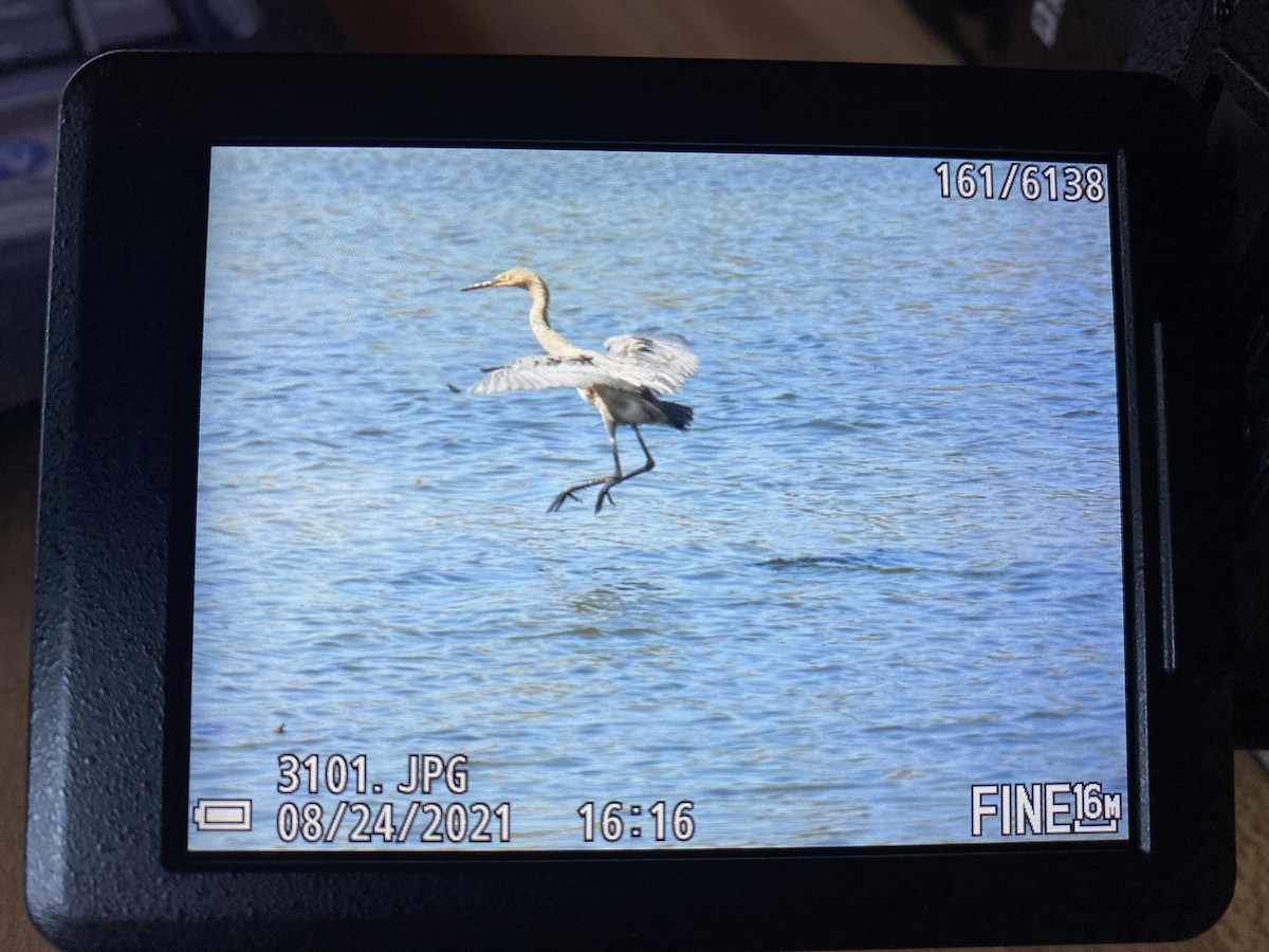 Reddish Egret - ML447750821