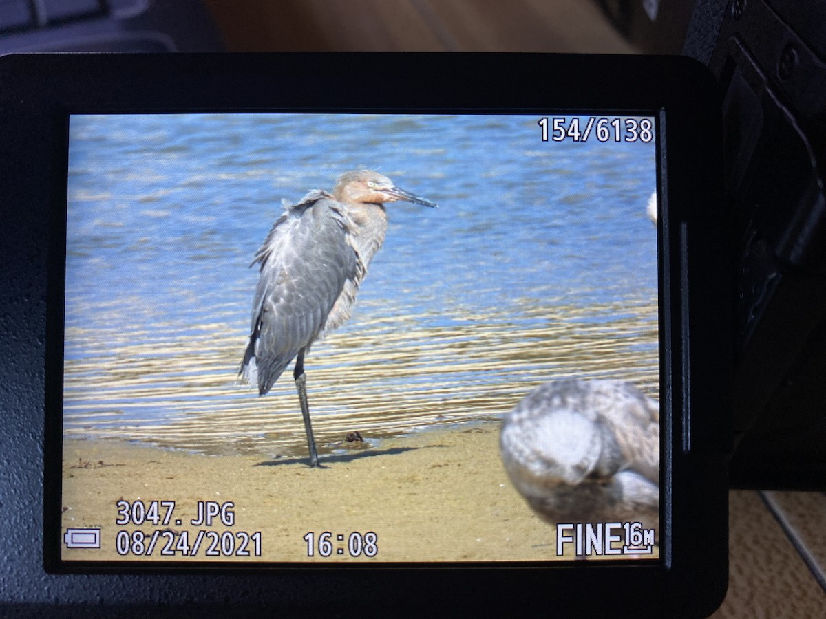 Reddish Egret - ML447750861