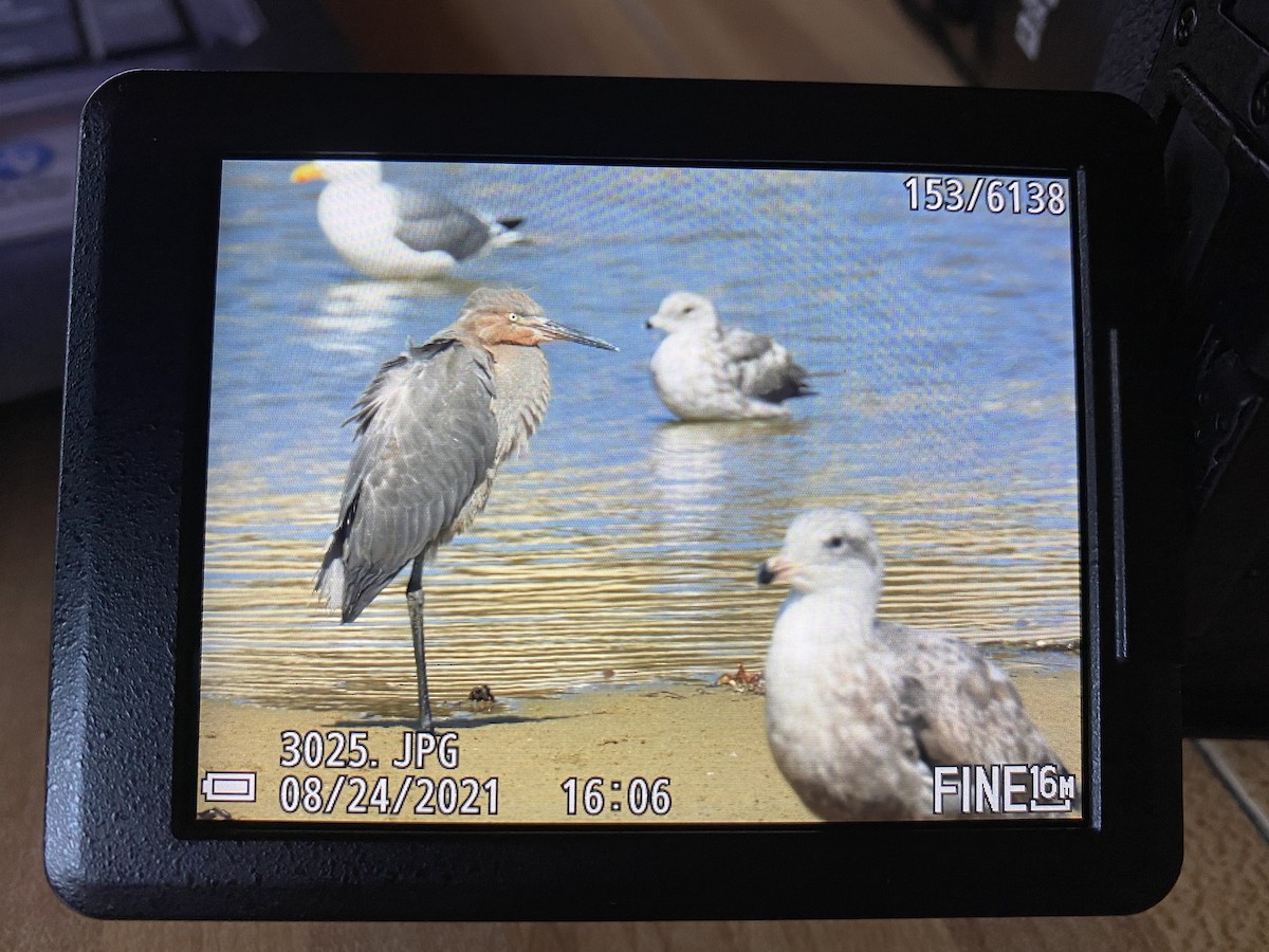 Reddish Egret - ML447750911