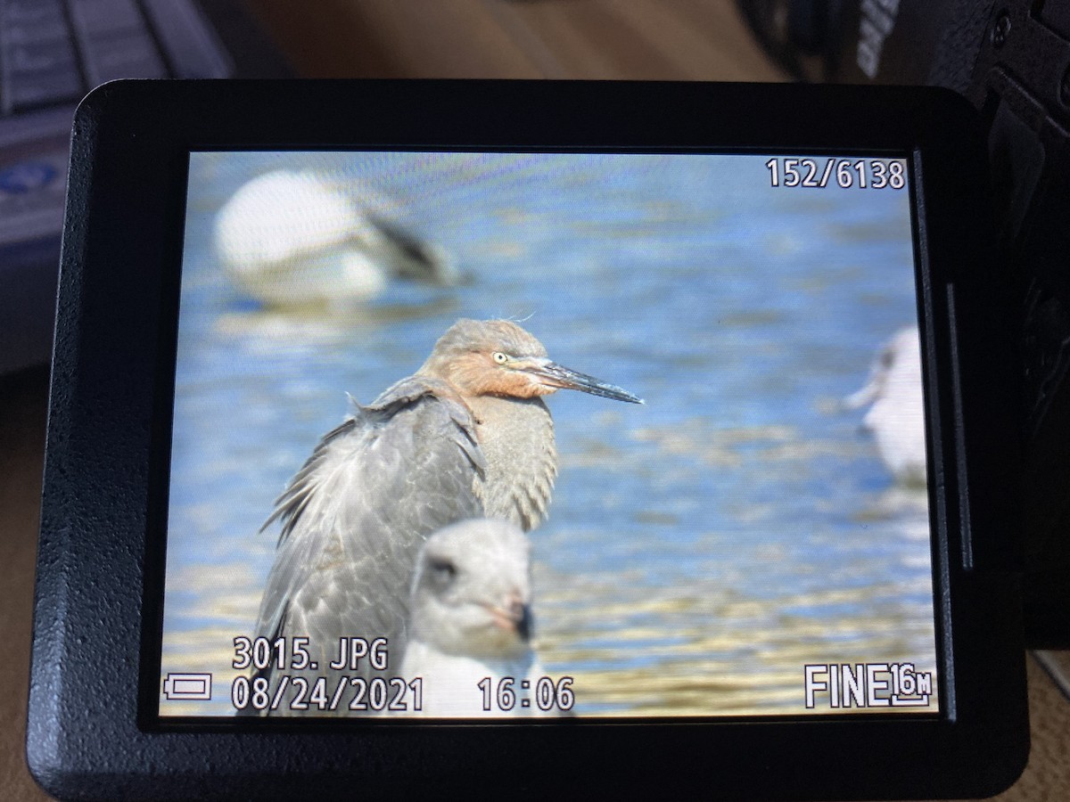 Reddish Egret - ML447750921