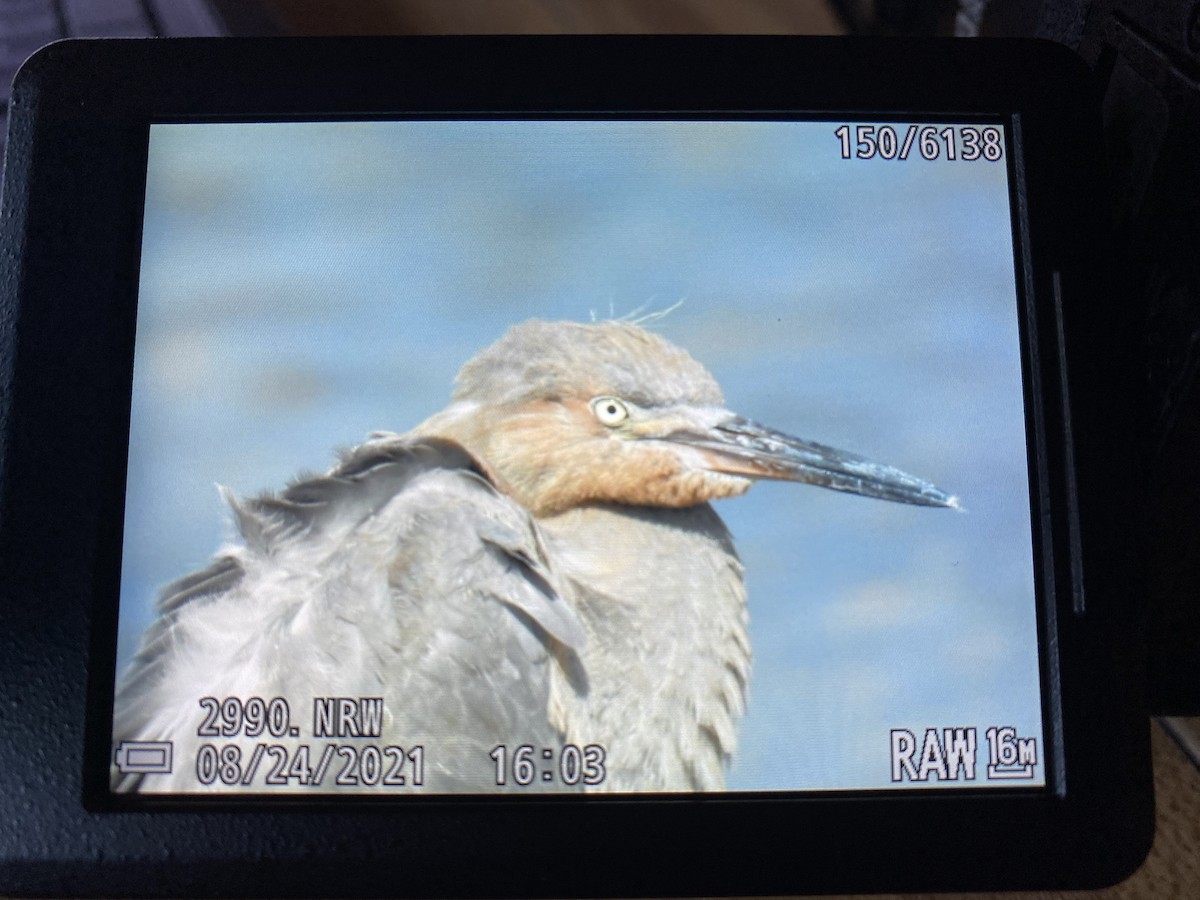 Reddish Egret - ML447750931