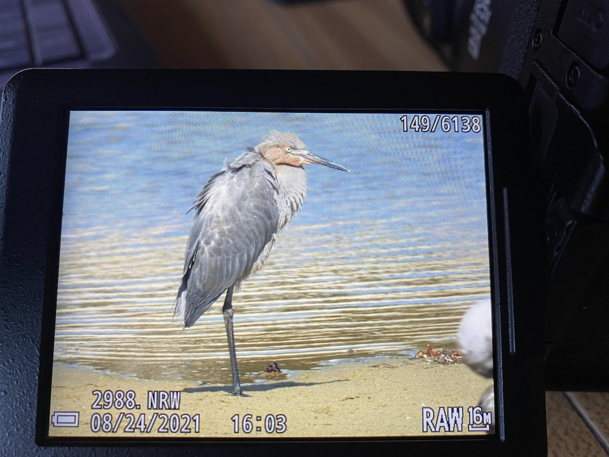 Reddish Egret - ML447750941