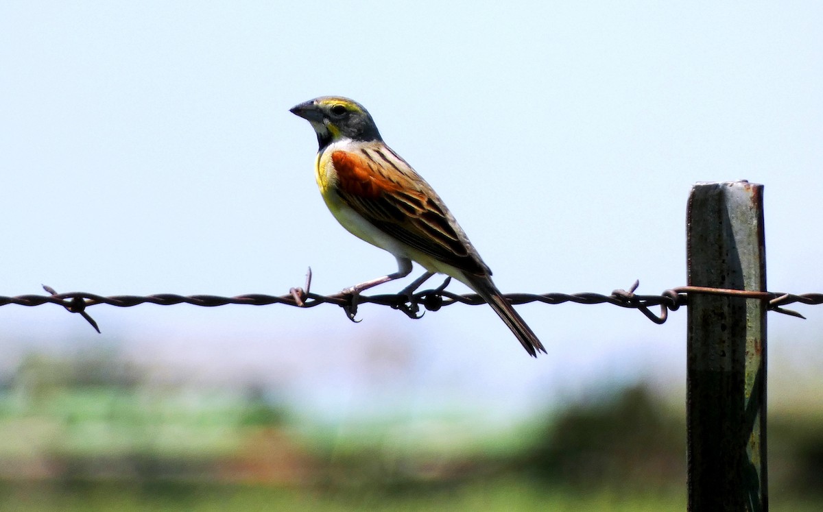 Dickcissel - ML447751921