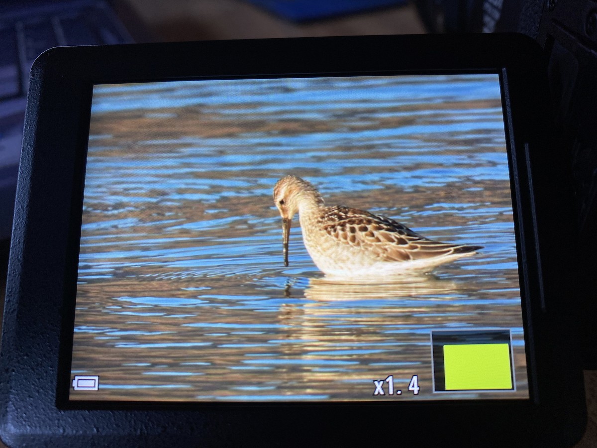 Stilt Sandpiper - ML447753141