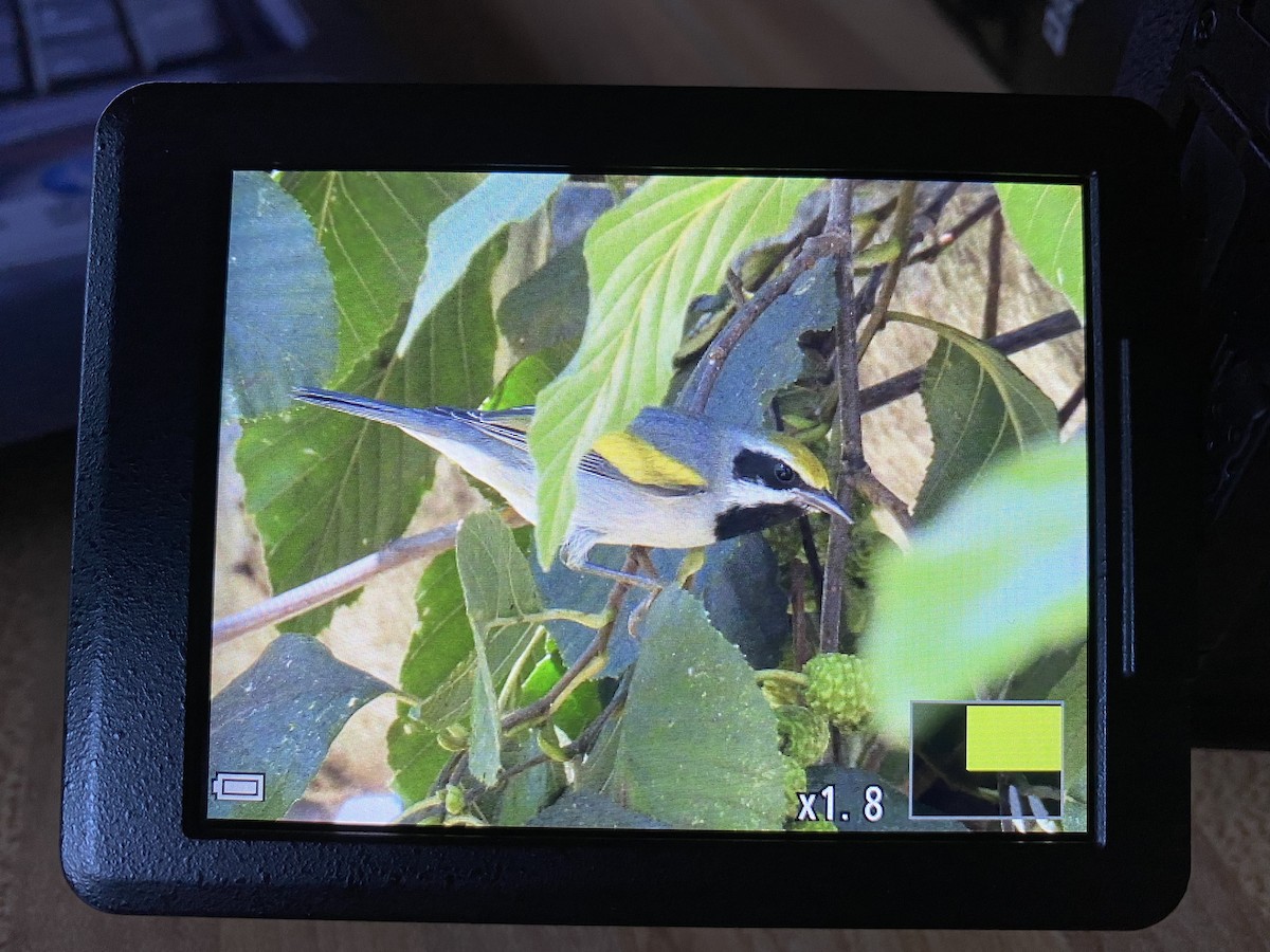 Golden-winged Warbler - ML447753961