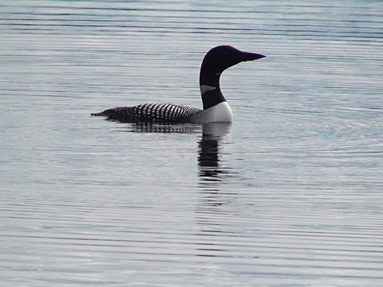 Common Loon - ML447754631