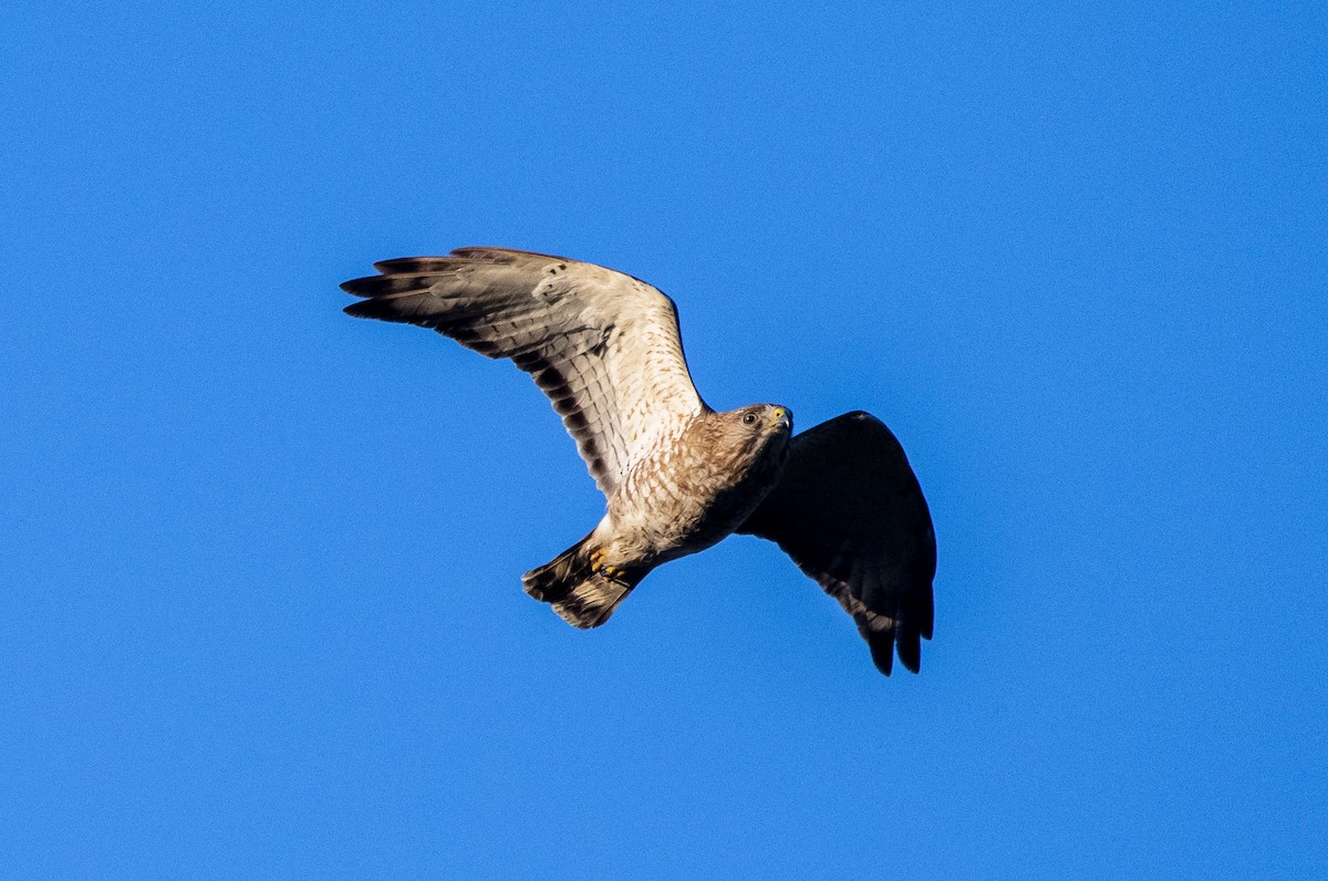Broad-winged Hawk - ML447755281