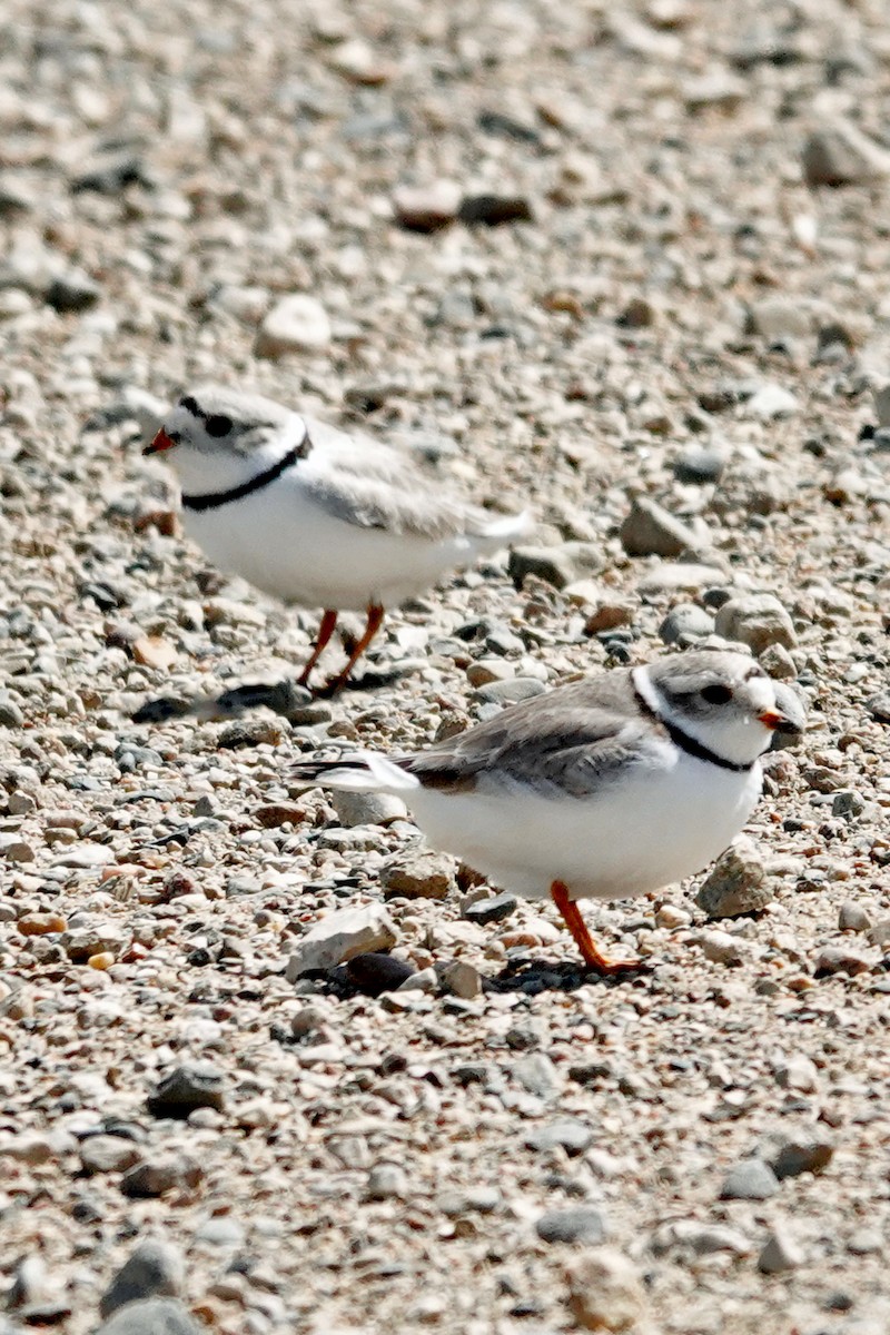 Piping Plover - ML447755611