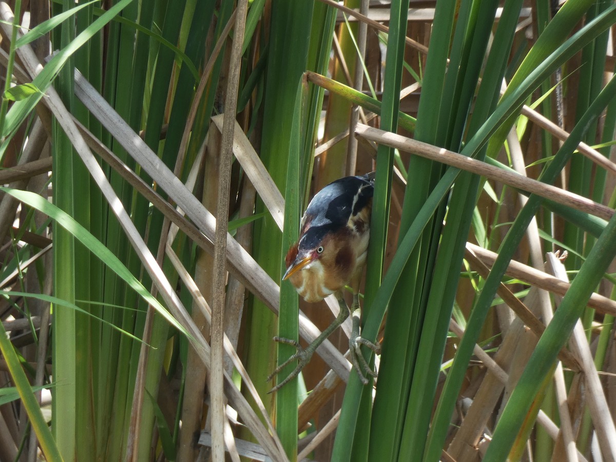 Least Bittern - Kathy Woolsey