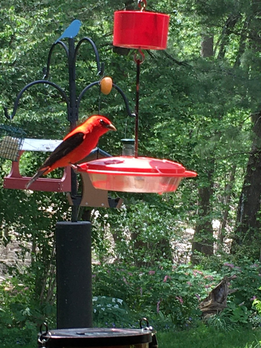 Scarlet Tanager - ML447757281