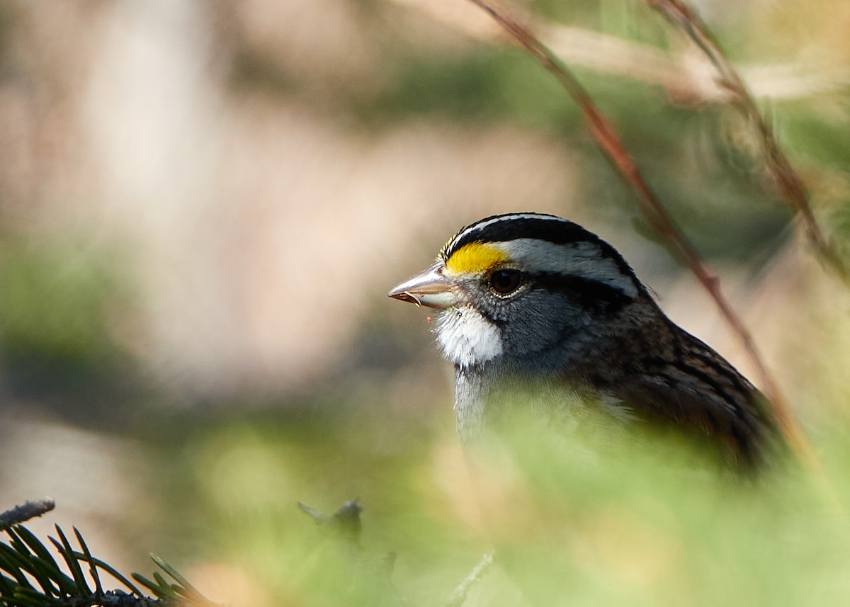 White-throated Sparrow - ML447757981