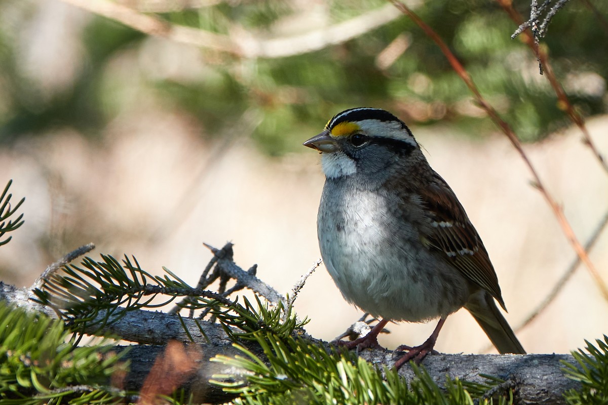 White-throated Sparrow - ML447758041