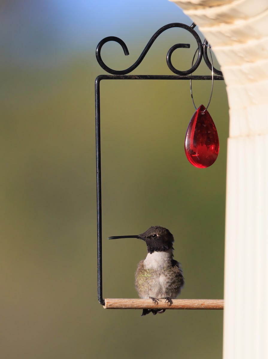 Black-chinned Hummingbird - ML447758541
