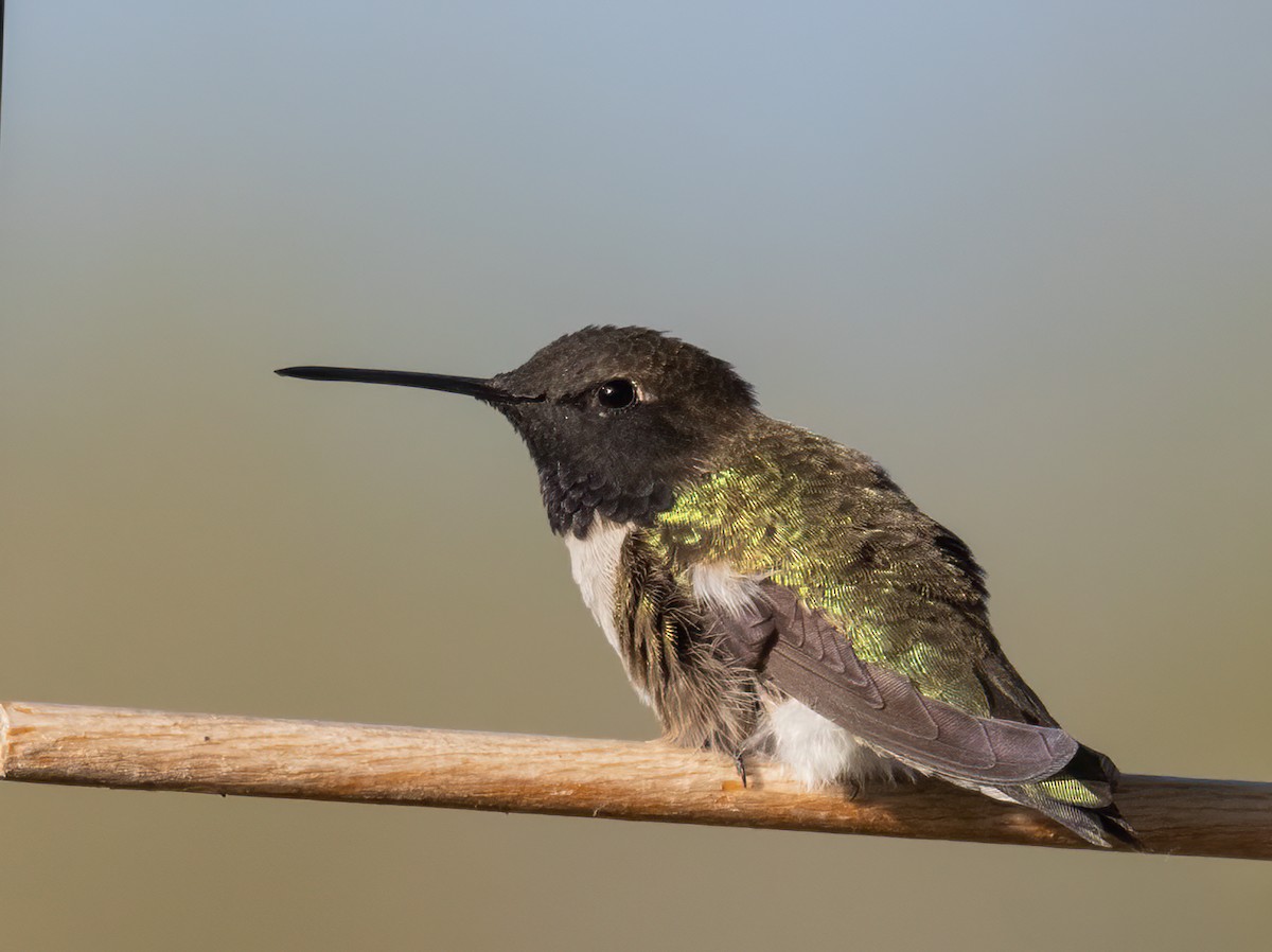 Black-chinned Hummingbird - ML447758581