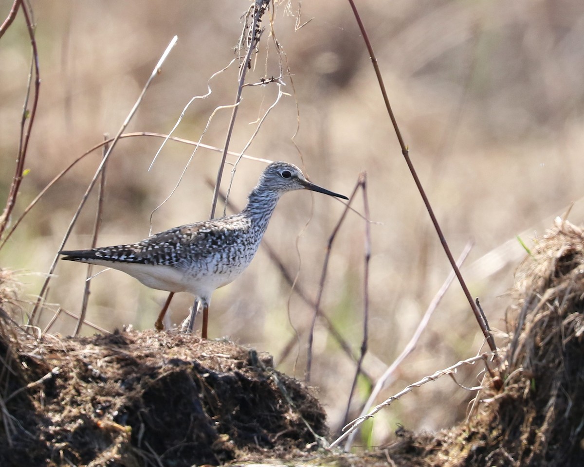 Lesser Yellowlegs - ML447758631