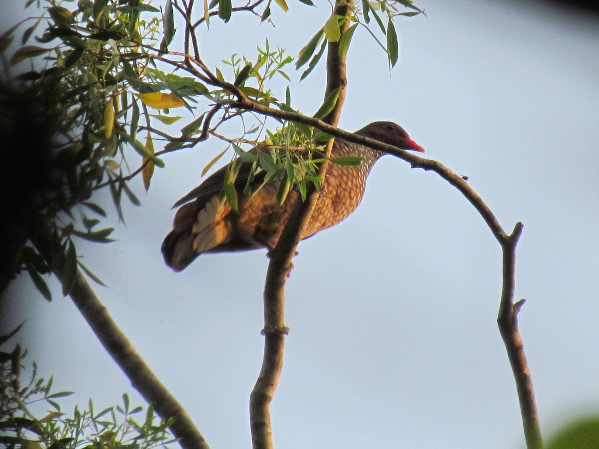 Scaled Pigeon - ML447760661
