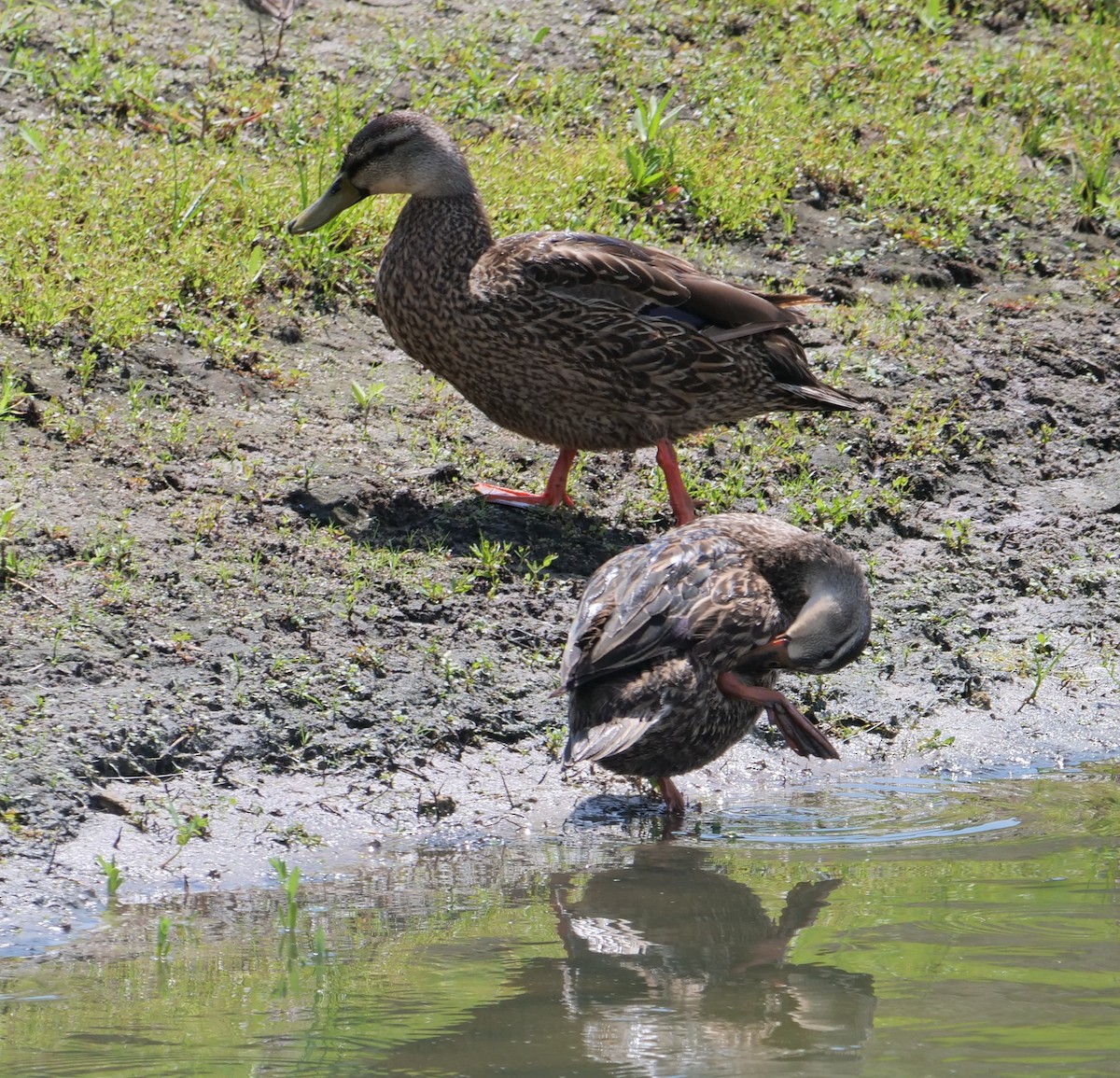 Mottled Duck - ML447761811