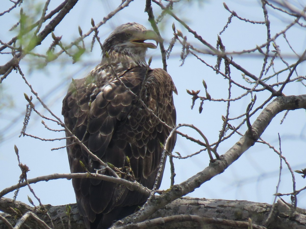 Bald Eagle - ML447762831