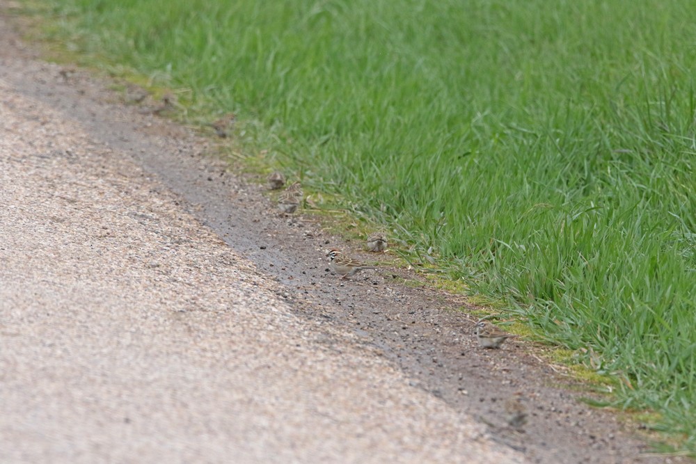 Lark Sparrow - ML447766211