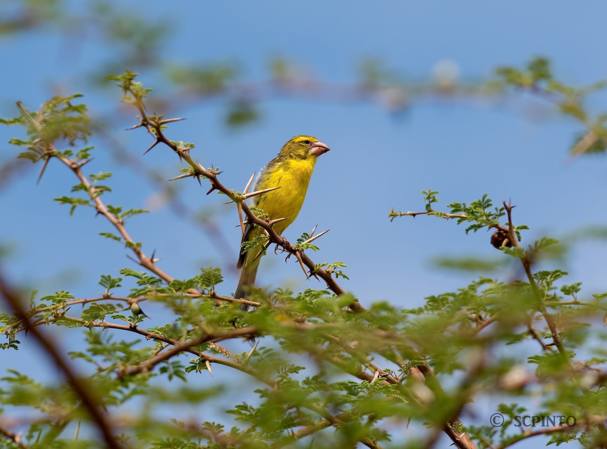 Northern Grosbeak-Canary - ML44776641