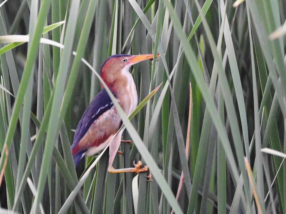 Least Bittern - ML447766811