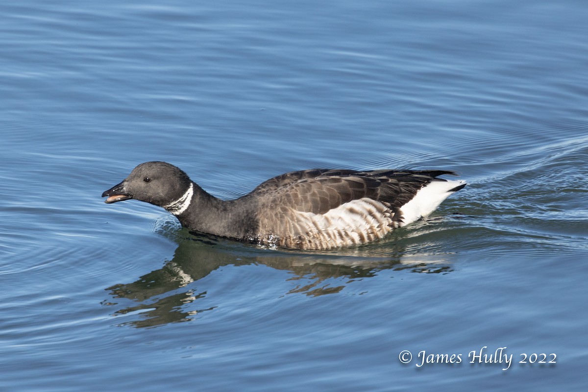 Branta musubeltza - ML447767991