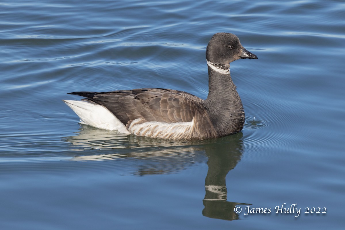 Brant - ML447768031