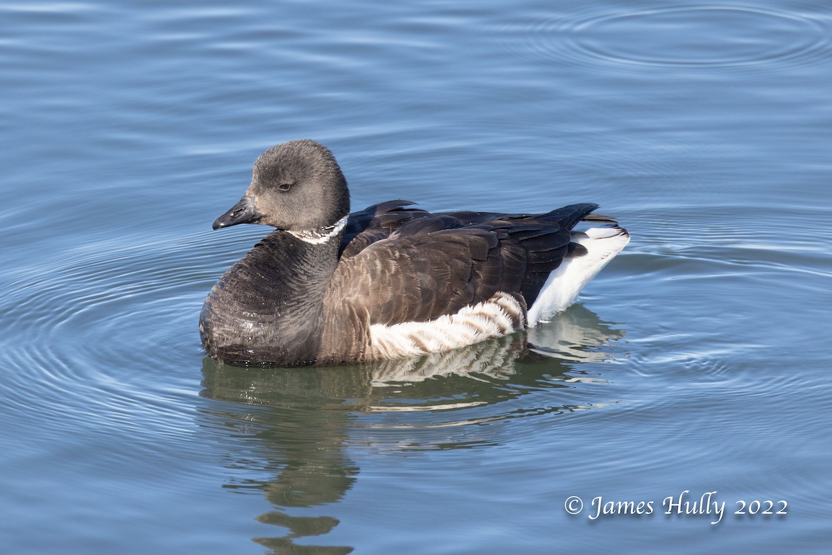 Brant - ML447768061