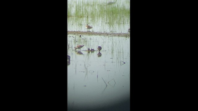 Curlew Sandpiper - ML447769271