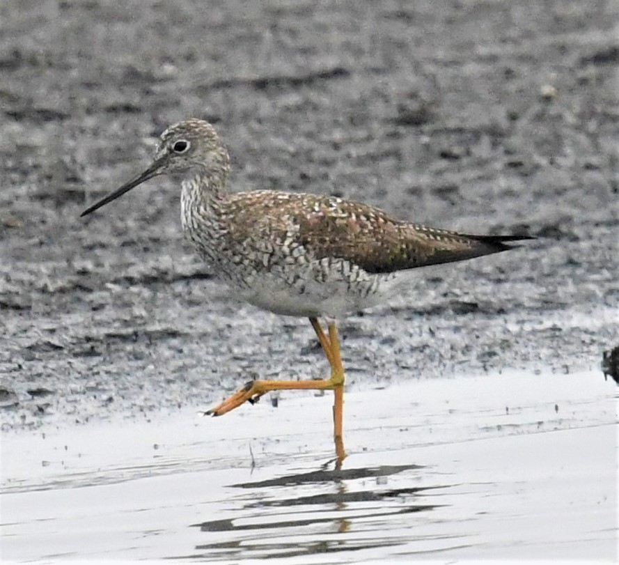 Lesser Yellowlegs - ML447771071