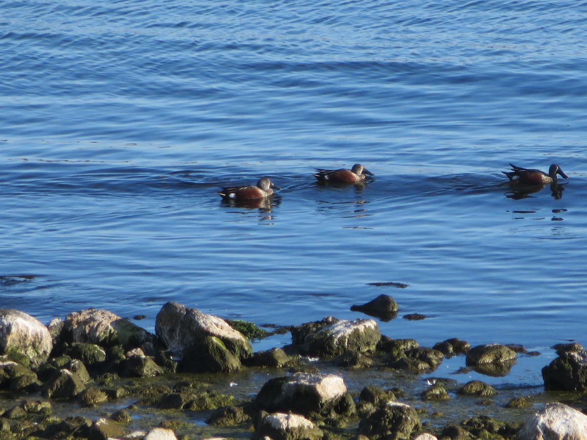 Australasian Shoveler - Anonymous