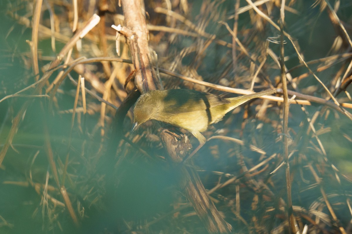 new world warbler sp. - ML447771271