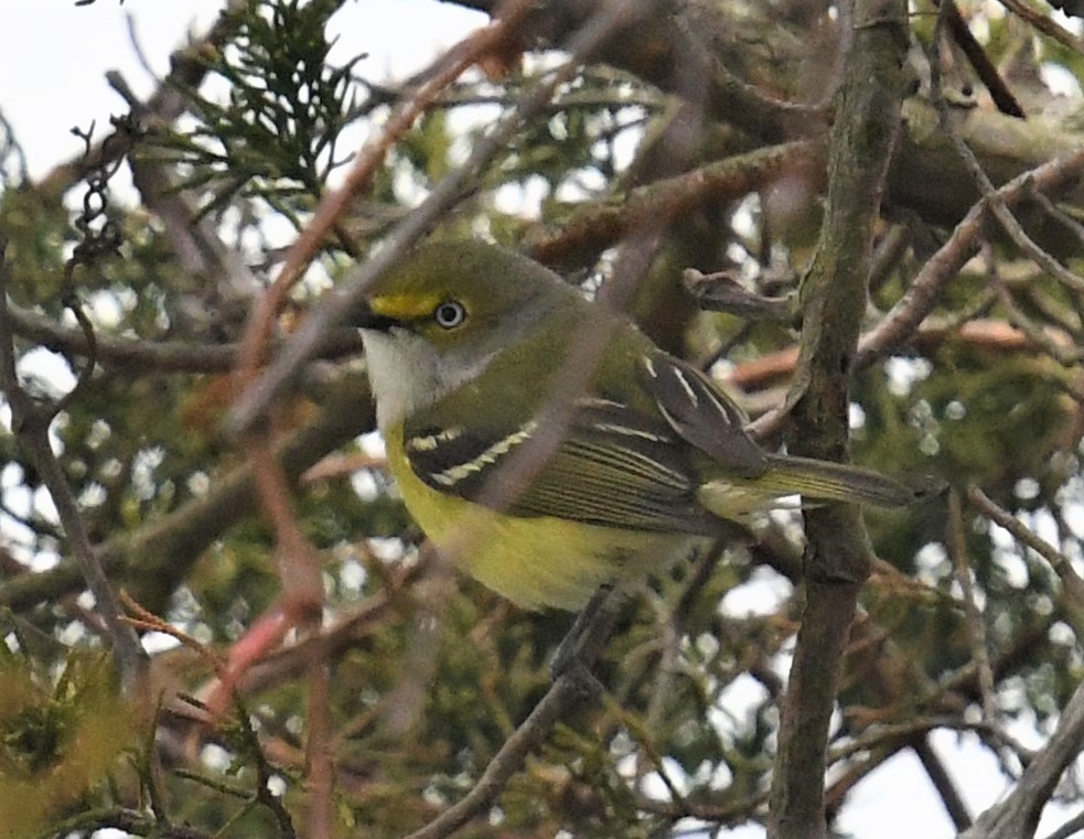 Viréo aux yeux blancs - ML447771571