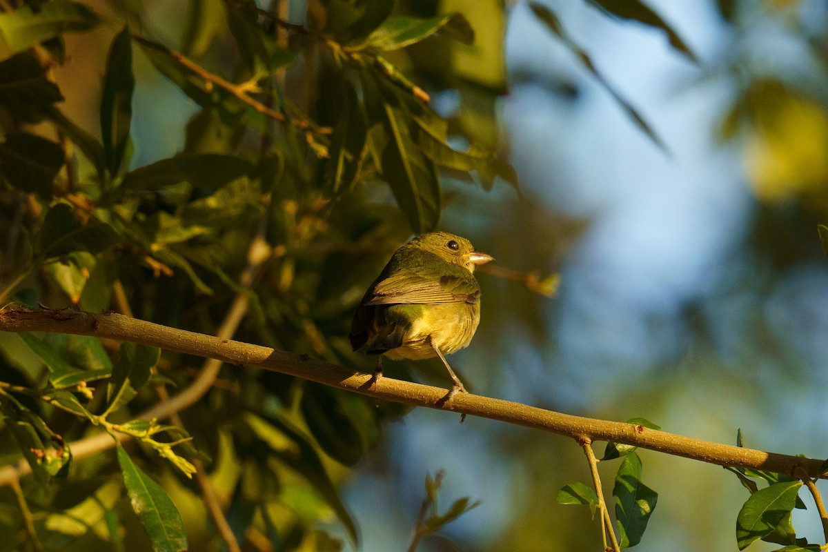 Painted Bunting - ML447771681