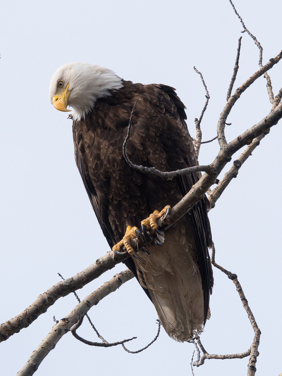 Bald Eagle - ML447772181