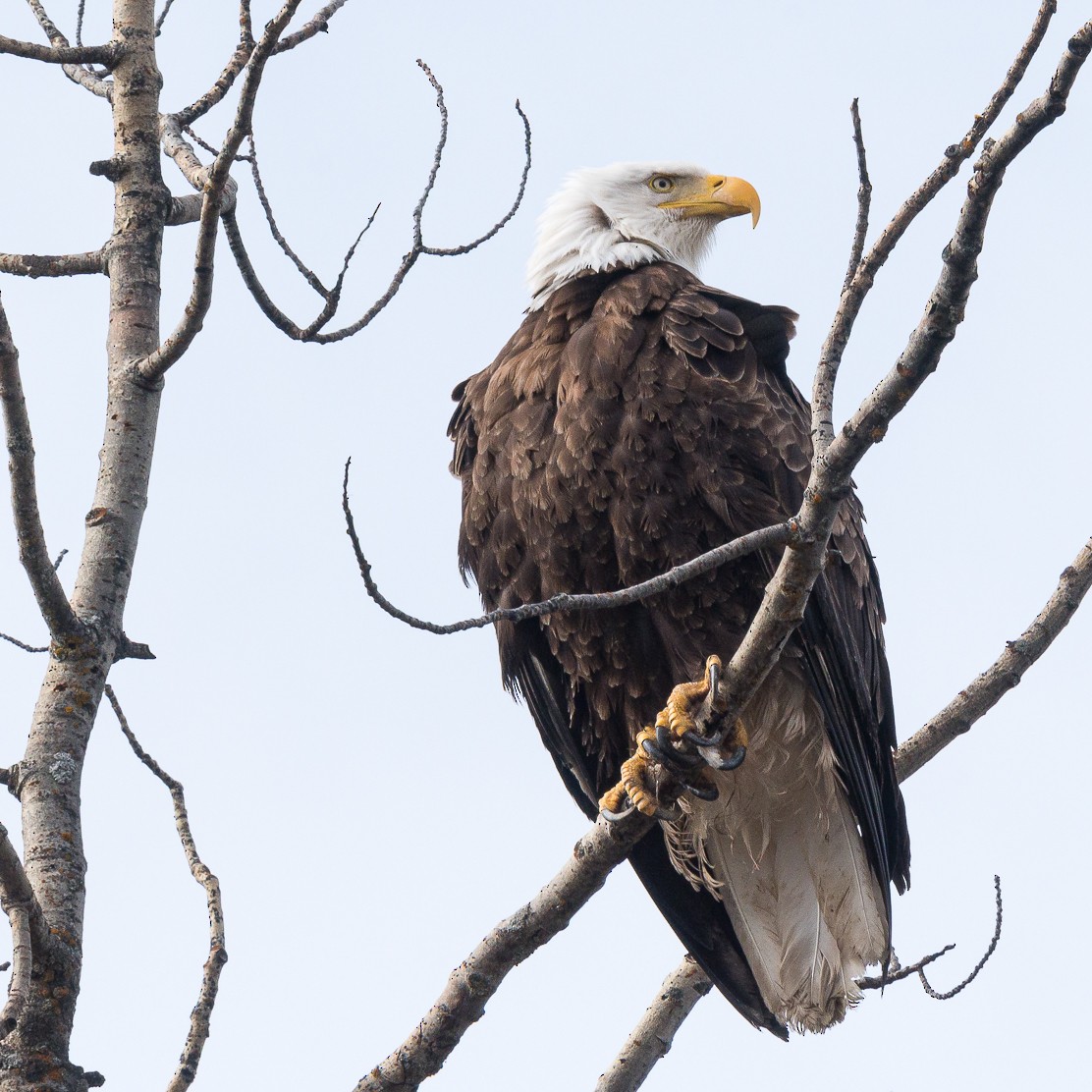 Bald Eagle - ML447772201