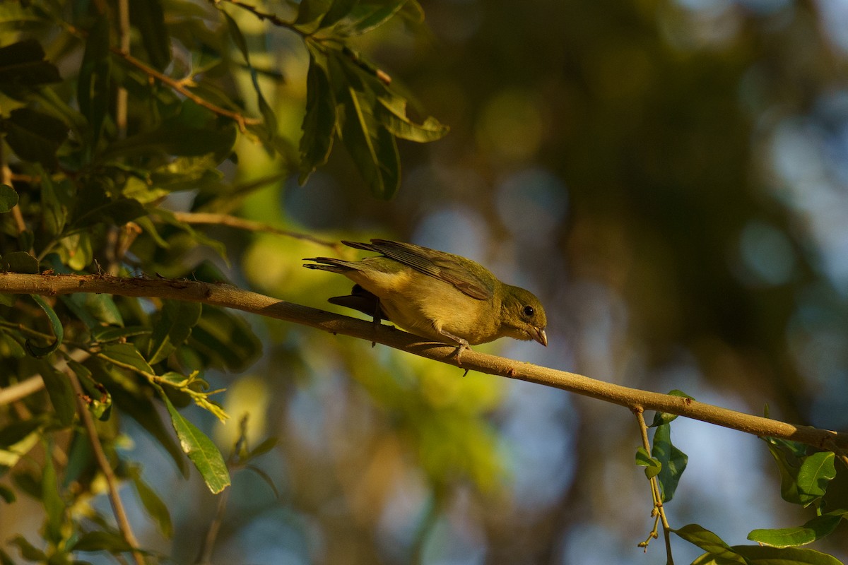 Painted Bunting - ML447772381