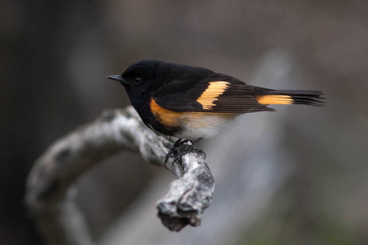 American Redstart - ML447772711